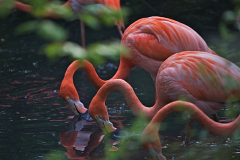 Fenicotteri rosa